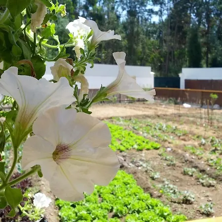Quinta Das Orquideas Pensión